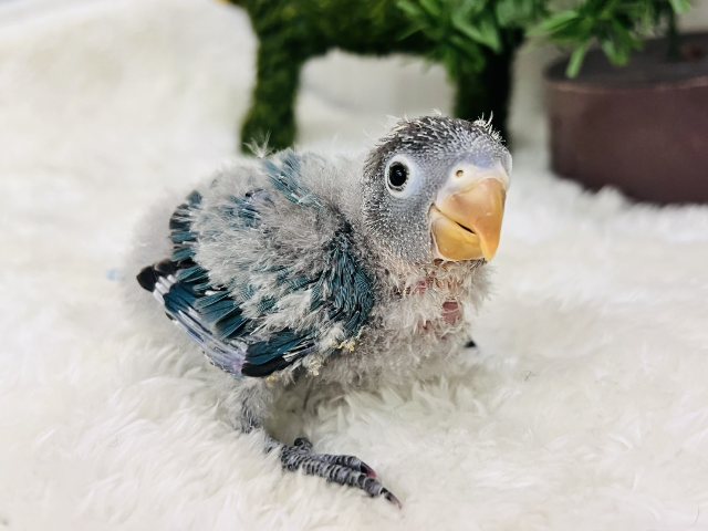 もふもふキューピット👼🏹ボタンインコのヒナ(ブルー)入荷しました❤️