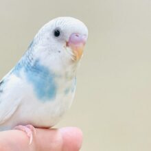 白多めの天使ちゃん🪽‪‎🤍セキセイインコ(パイド)ヒナ