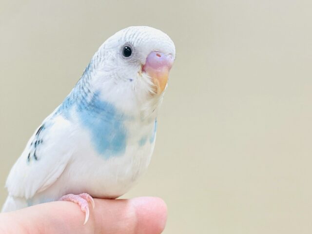 白多めの天使ちゃん🪽‪‎🤍セキセイインコ(パイド)ヒナ