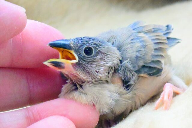 最新画像になります☆肩、手、頭、独占っっっ　　（予定♨）　桜文鳥〜〜