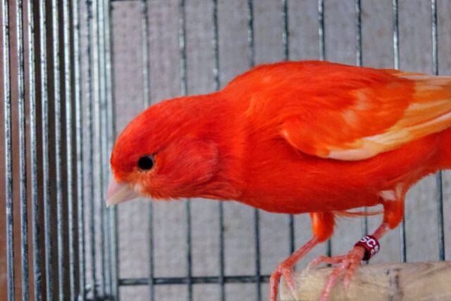 歌声ｽﾃｷ☆☆☆　赤があかい〜♫　赤カナリア　男のコ〜〜