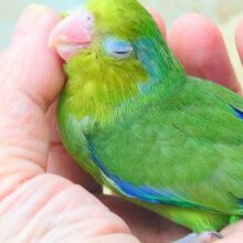 ちびっコすたー☆彡　マメルリハインコ　ノーマルグリーン　男のコ～～