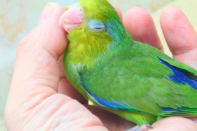 ちびっコすたー☆彡　マメルリハインコ　ノーマルグリーン　男のコ～～