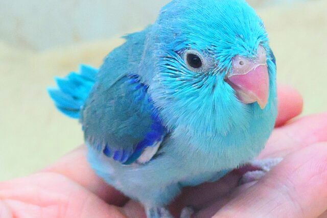 蒼いこーるどむーん、からの～　青い日ので♬　マメルリハインコ　ブルー　男のコ～～