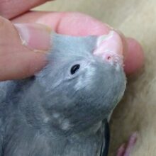 最新画像になります☆　シックでクール🩶🖤✨　マメルリハ（モーブパイド）