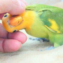 最新画像になります☆甘味が勝つ☆彡　明るい元気カラー🧡💫　コザクラインコ（オレンジフェイスパイド）