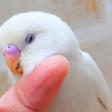 最新画像になります☆ｶｷｶｷでフリーズ♪　ホワイトスノー☃️🌨️  セキセイインコ（ダブルファクター）