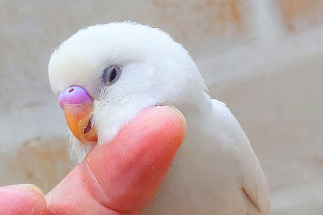 最新画像になります☆ｶｷｶｷでフリーズ♪　ホワイトスノー☃️🌨️  セキセイインコ（ダブルファクター）