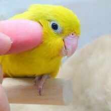 最新画像になります☆　パキッと蛍光グリーン💚　マメルリハ（アメリカンイエロー）