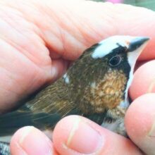 最新画像になります☆　すっかり♪しっかりーぃ☆彡　ジュウシマツ〜〜