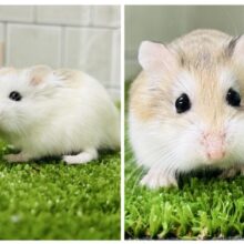 コロコロすもーるムスター🥎　ロボロフスキーハムスター