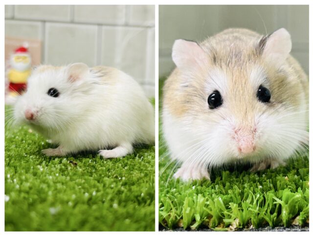 コロコロすもーるムスター🥎　ロボロフスキーハムスター