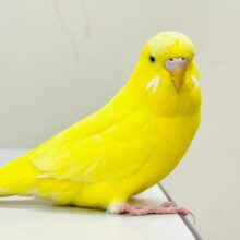 【最新画像】キラキラ輝く✨黄色いジャンボセキセイインコちゃん（ダブルファクター）