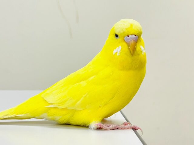 【最新画像】キラキラ輝く✨黄色いジャンボセキセイインコちゃん（ダブルファクター）