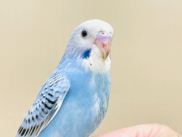 上品なブルー🦋🌧セキセイインコ(オパーリン)ヒナ