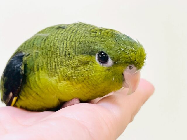 【最新画像】元気いっぱい登場💚サザナミインコ（ダークグリーン）