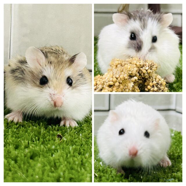 寒い時期は仲良くおしくらまんじゅう(●´ω｀●)　ロボロフスキーハムスター