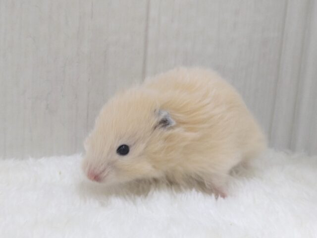 レアです！ベージュカラーのふわふわわたあめ君、長毛ハムスター🐹
