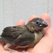 ビターチョコレートみたいなカラーの十姉妹ヒナさん来ました〜