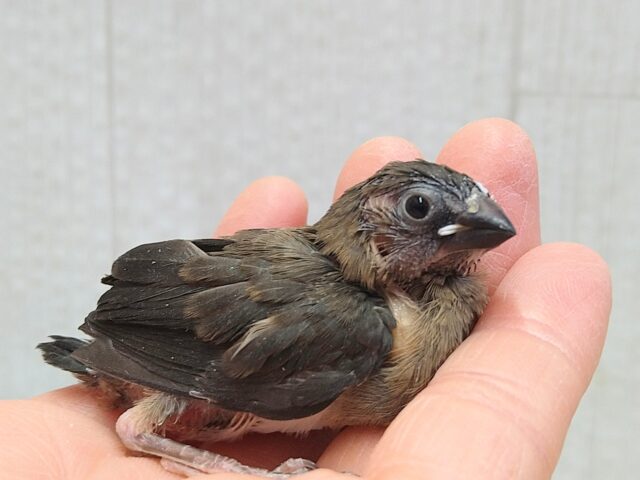 ビターチョコレートみたいなカラーの十姉妹ヒナさん来ました〜