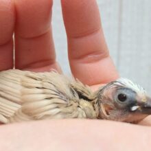 優しいモンブラン🌰カラーな十姉妹ヒナさん来ました〜