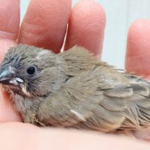 ニ〜ニ〜の鳴き声がPretty🎵キンカ鳥ヒナさんノーマル