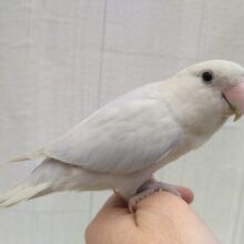 激カワ💕美カラー✨なコザクラインコのリドさん