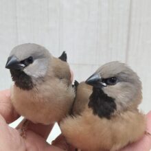 レアフィンチ！シュバシキンセイチョウヒナさんがやって来ましたよ〜