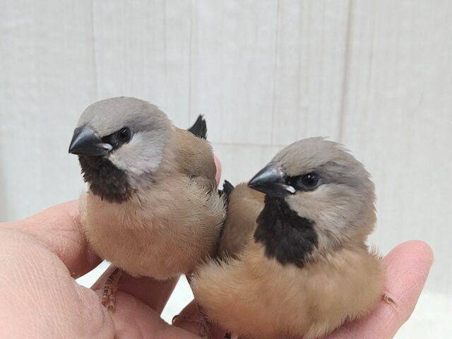 レアフィンチ！シュバシキンセイチョウヒナさんがやって来ましたよ〜