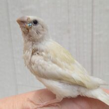 ずんだシェイクみたいな美味しそうなカラー💚コキン鳥ヒナさん