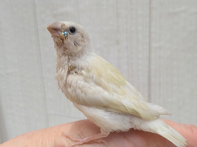 ずんだシェイクみたいな美味しそうなカラー💚コキン鳥ヒナさん