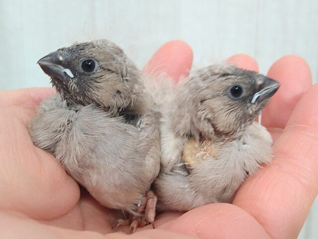 レアです！ジャンボキンカ鳥ヒナさん来ました！