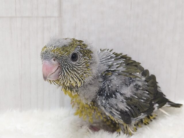 リ〜ポポポポ〜🎵サザナミインコヒナさん来ました〜