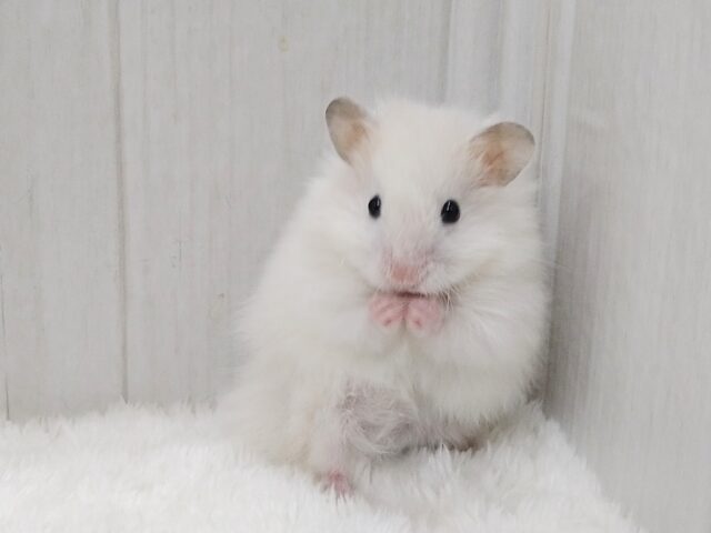 ふわふわわたあめみたいなハムスターさん来ましたよ〜