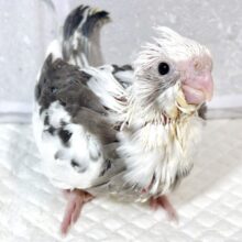 オカメインコ  ホワイトフェイスパイド  ‎🖤⑅⃝♡🤍