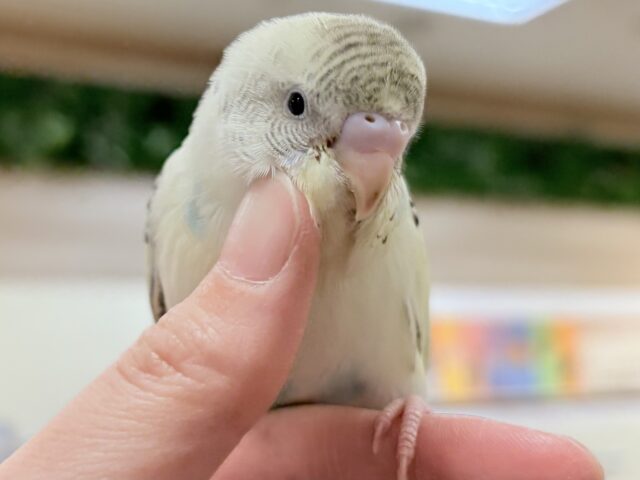 【最新画像🪄︎︎💫ひな餌１回】ぽわっと可愛いセキセイインコちゃん💕(クリームハルクイン)ヒナ