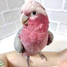 モモイロインコ  女の子  🎀(⑉• θ •⑉)❤︎
