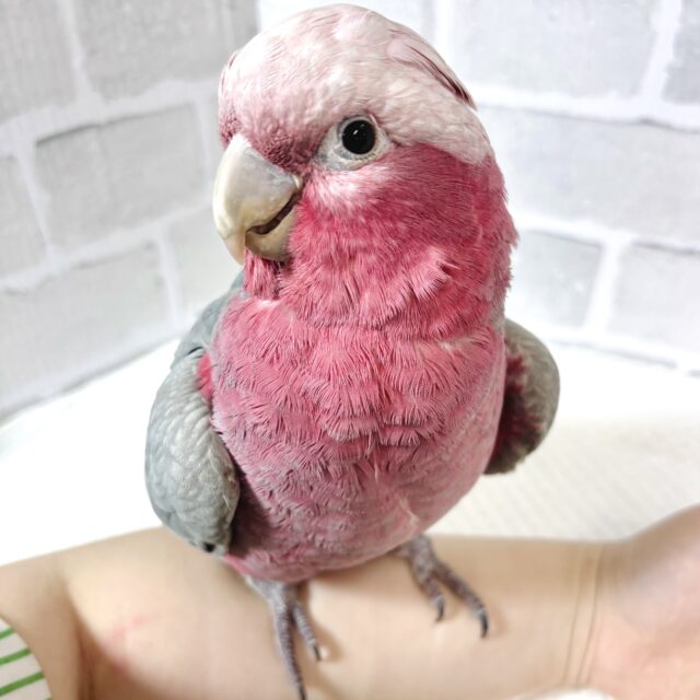 モモイロインコ  女の子  🎀(⑉• θ •⑉)❤︎