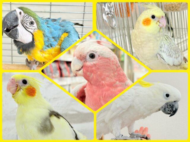 2025年ラストです✨大型インコ・オウムフェア開催🦜🪅🐥