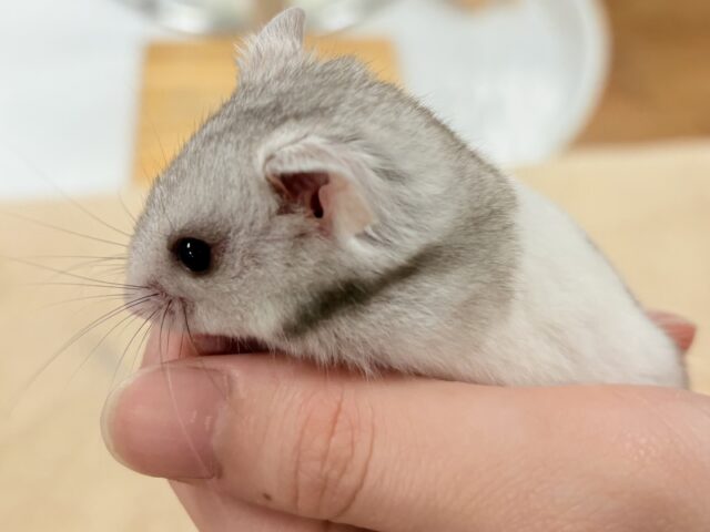 モノトーンでかっくいい〜😎✨️カラーハムスター❣️(男の子)