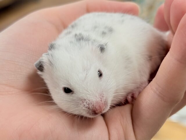 まん丸〜なごま塩むすび🍙カラーハムスターちゃん❣️(女の子)