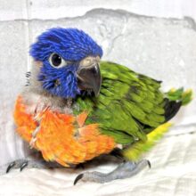 ゴシキセイガイインコ  🌈𖤐*。