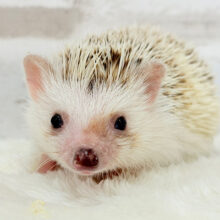 豪快な寝方にハマる！！！ハリネズミ(シナモンパイド) 男の子