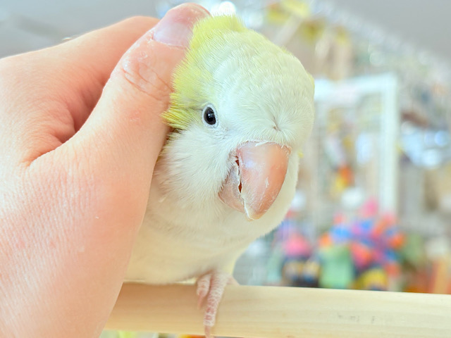 【動画更新🪄】デレた瞬間の爆発的可愛さ💣❤️‍🔥オキナインコ(アクアブルーパリドイノ)