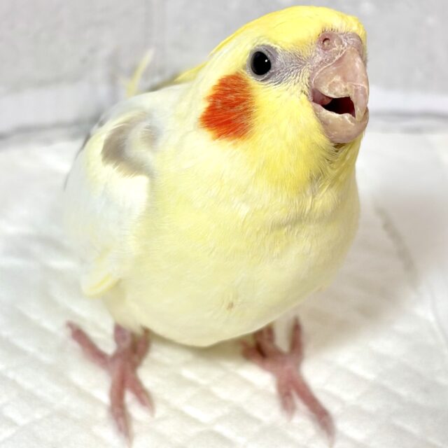 オカメインコ  シナモンパイド  🤎‪🧡‬‪‎🤍🍁