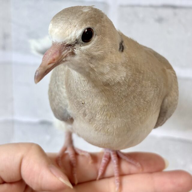 ジュズカケバト  中ビナ  🕊🤎🩶✧*｡