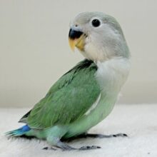 奥深い😎かっくいいカラー✨️コザクラインコ(ブルーチェリー)ヒナ