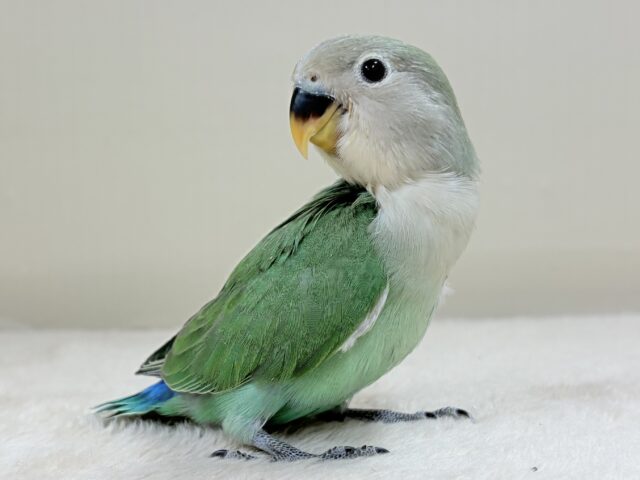 奥深い😎かっくいいカラー✨️コザクラインコ(ブルーチェリー)ヒナ