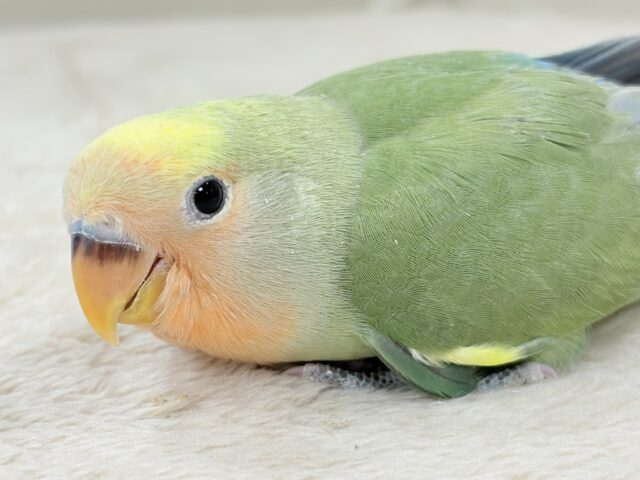 たっぷりの色を纏って登場‼️✨️コザクラインコ(タイガーチェリー)ヒナ