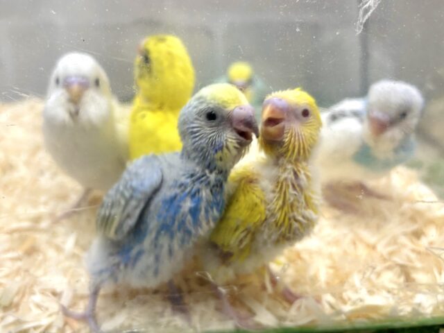 🎄厚木店セキセイインコちゃんず集合ぉ〜✨⸜(* ॑θ ॑* )⸝✨